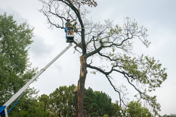 How Our Tree Care Process Works  in  Livonia, MI